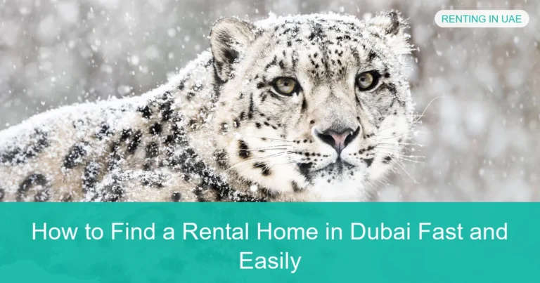 Complete visual guide to How to Find a Rental Home in Dubai Fast and Easily