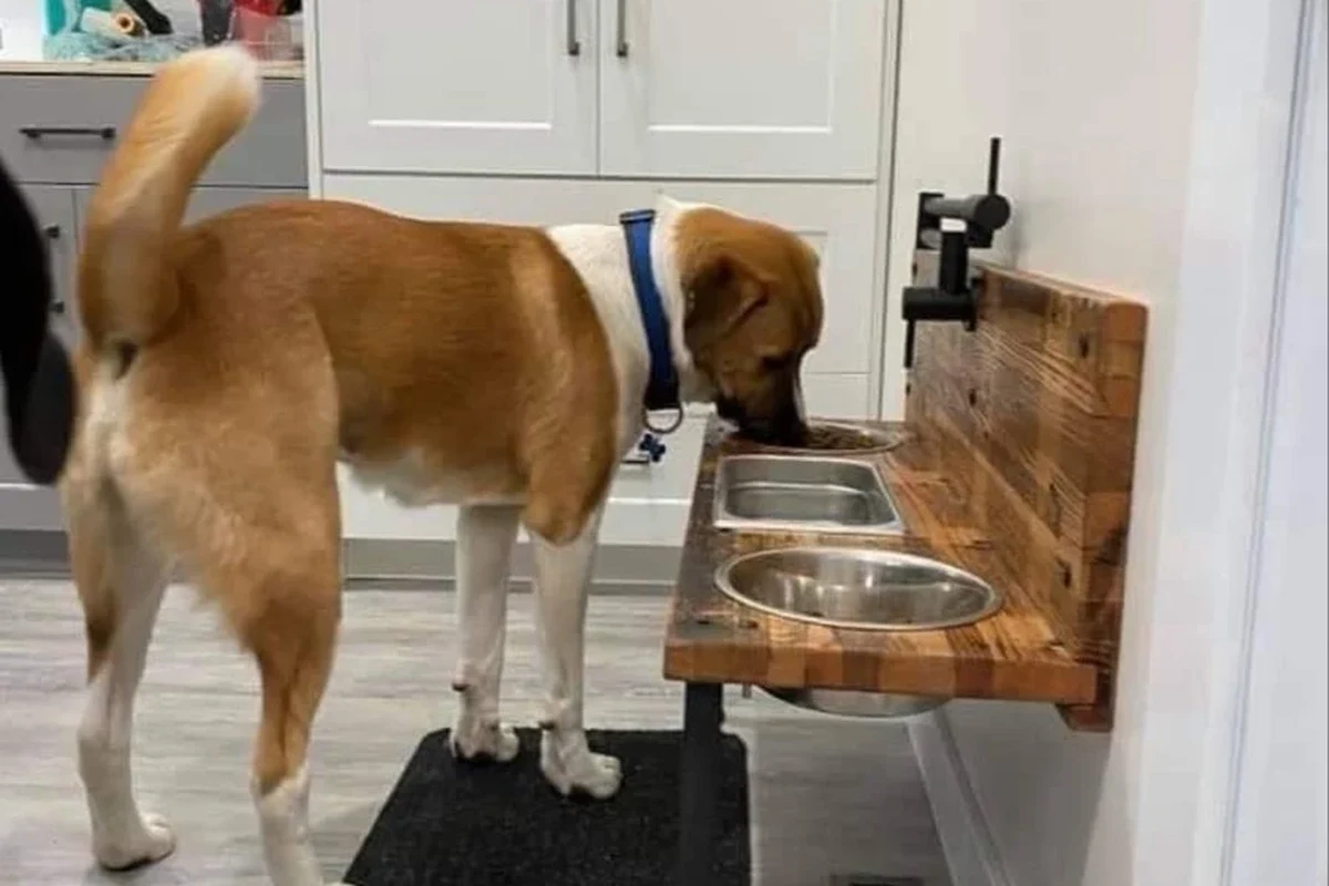 Pet Feeding Station Buying Guide for Happy Healthy Pets in the UAE
