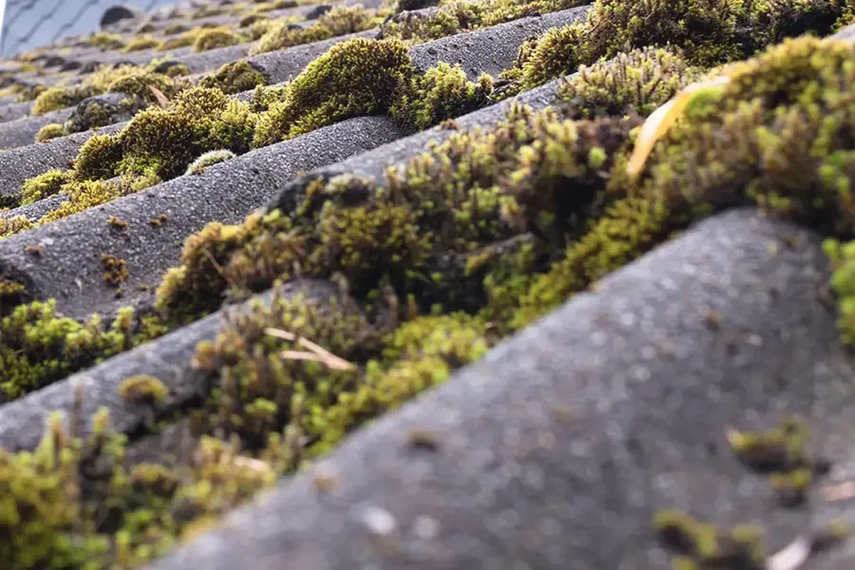 Getting Rid of Roof Moss for a Cleaner and Healthier Home
