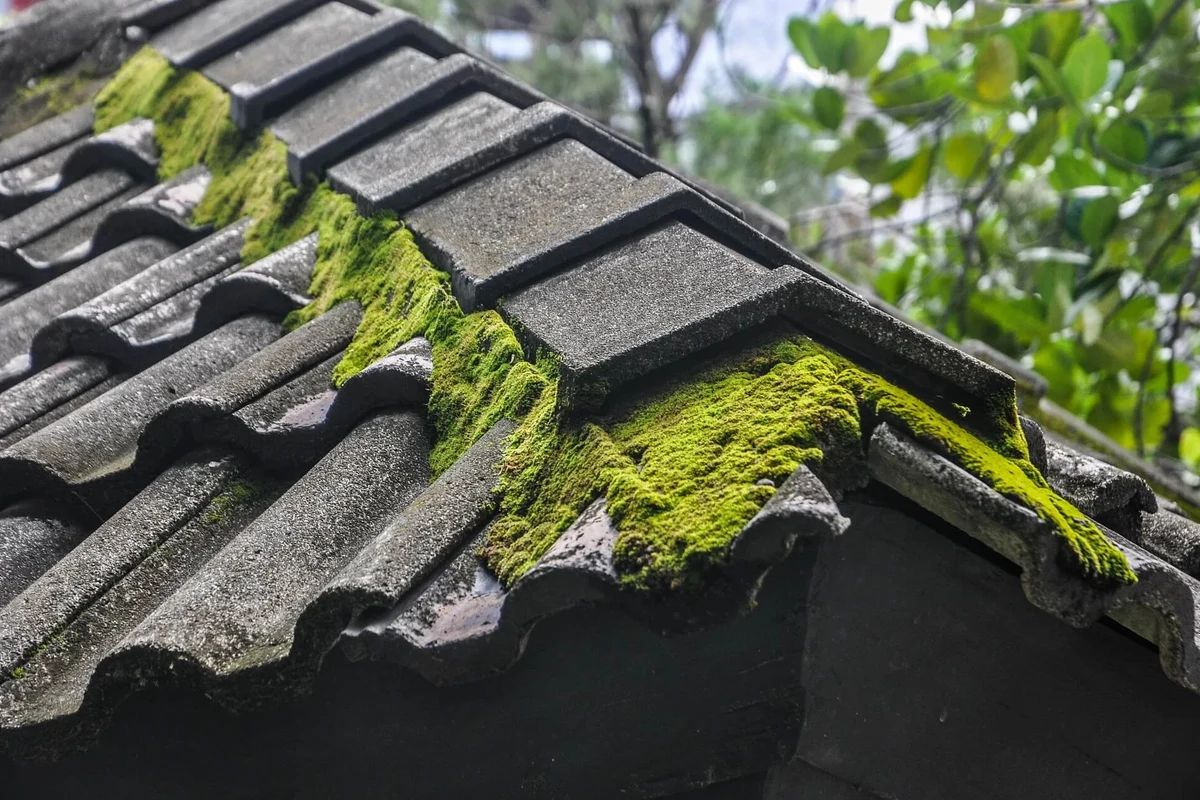DIY Roof Moss Killer Easy Solutions for a Cleaner Roof