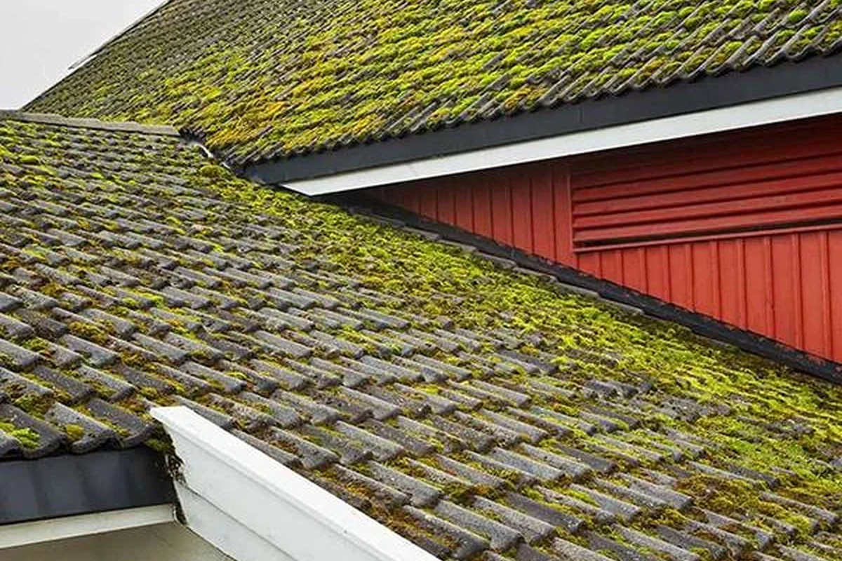 Homemade Roof Moss Killer Easy Solutions for a Cleaner Roof
