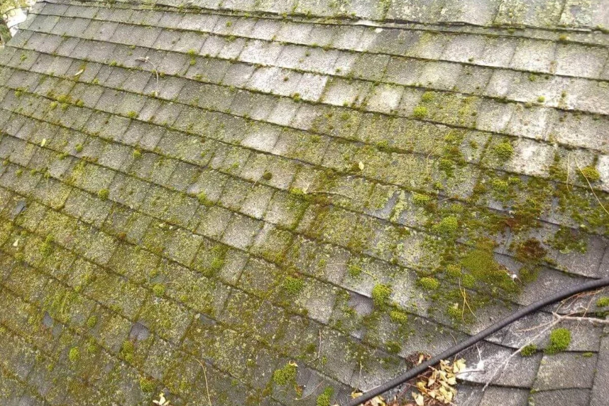 How to Prevent Roof Moss and Protect Your Homes Value