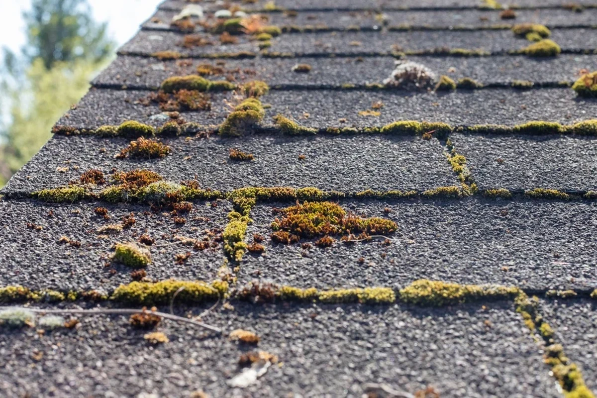 How to Get Rid of Roof Moss for a Cleaner and Safer Home