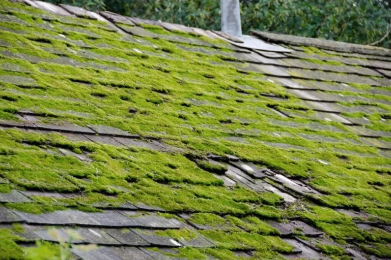Power Wash Roof Moss for a Cleaner Healthier Home Exterior