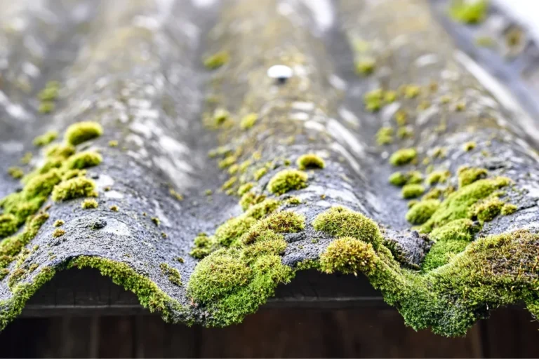 Homemade Roof Moss Killer Easy Solutions for a Cleaner Roof