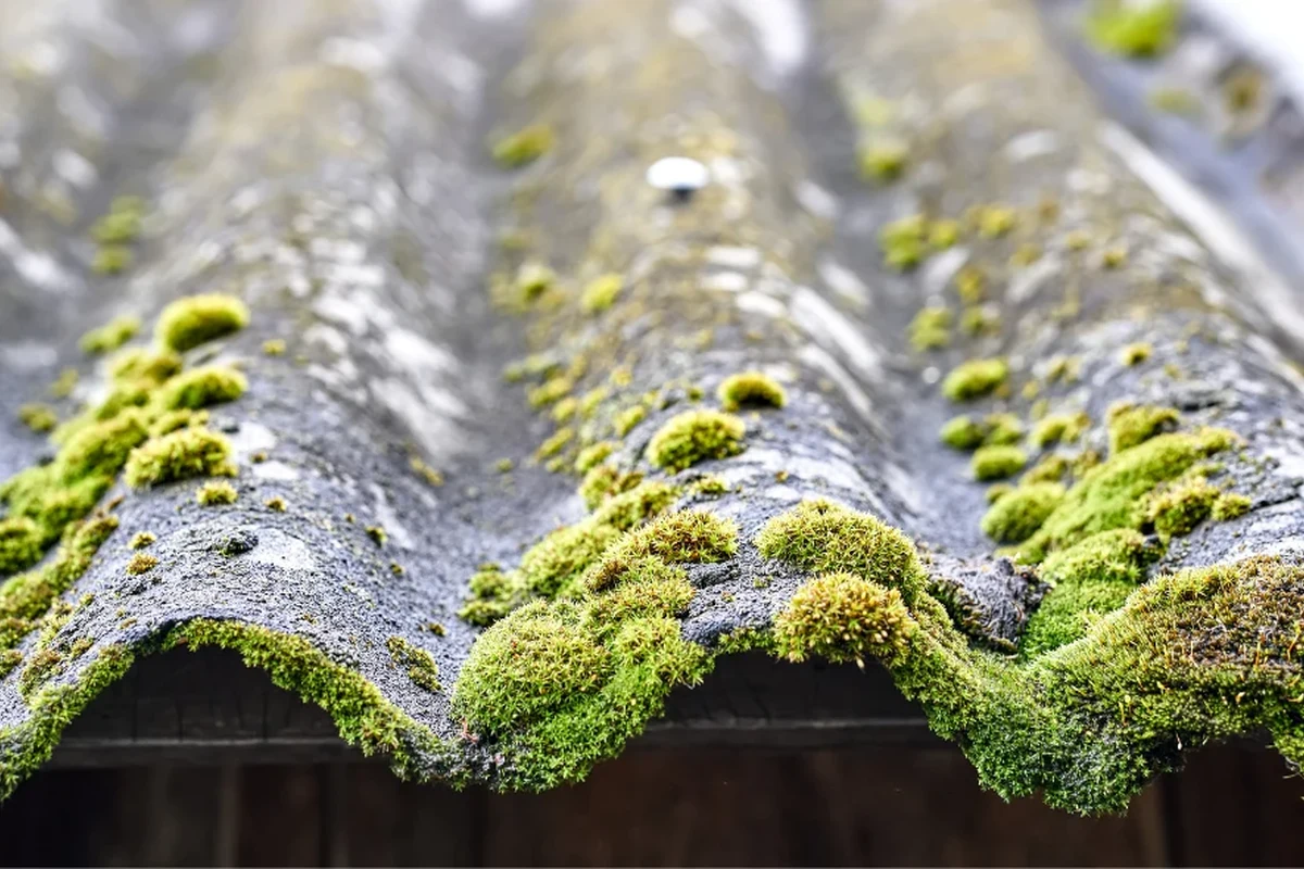 Homemade Roof Moss Killer Easy Solutions for a Cleaner Roof