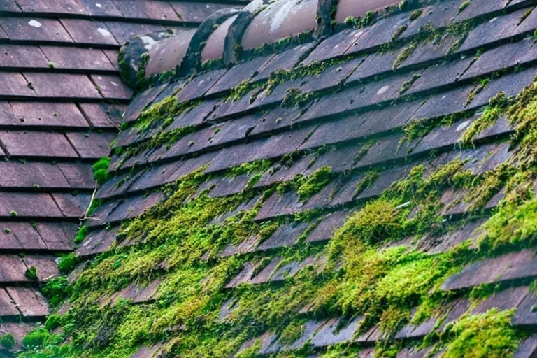 How to Remove Roof Moss Naturally for a Cleaner Home