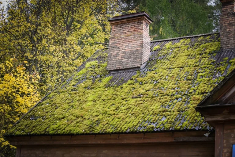 Getting Rid of Roof Moss for a Cleaner and Healthier Home