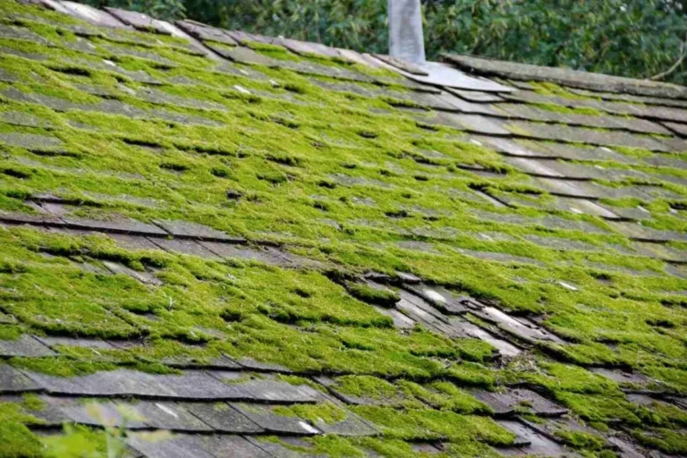 Baking Soda on Roof Moss an Effective Natural Cleaning