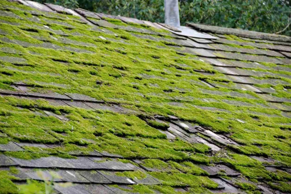 Baking Soda on Roof Moss an Effective Natural Cleaning