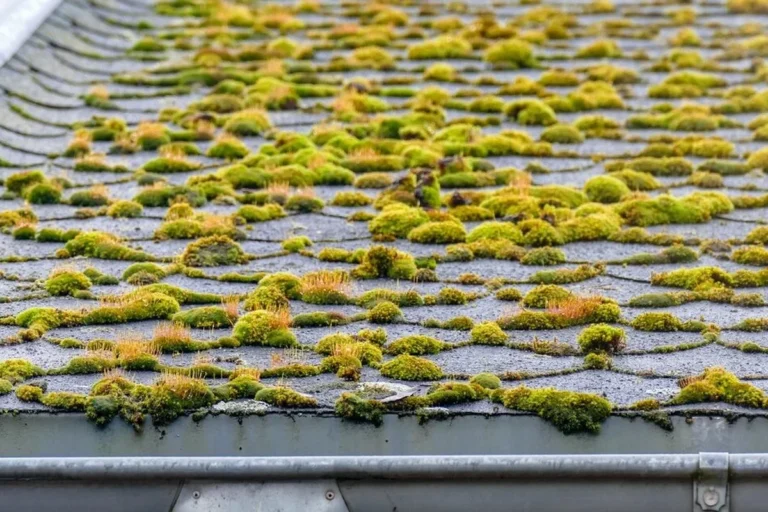 Homemade Roof Moss Killer Recipe for a Cleaner Roof Today