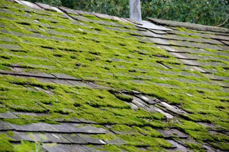 Pressure Wash Roof Moss for a Cleaner and Safer Home