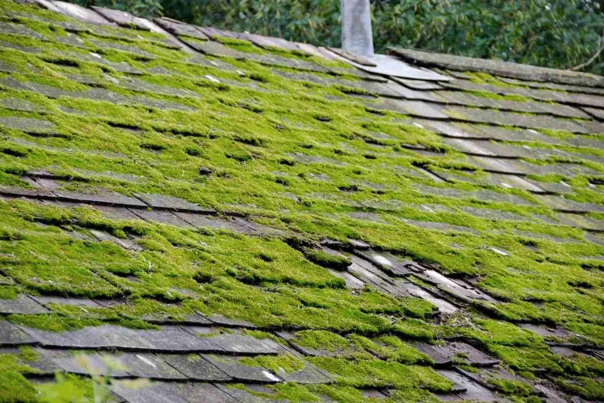 Pressure Wash Roof Moss for a Cleaner and Safer Home