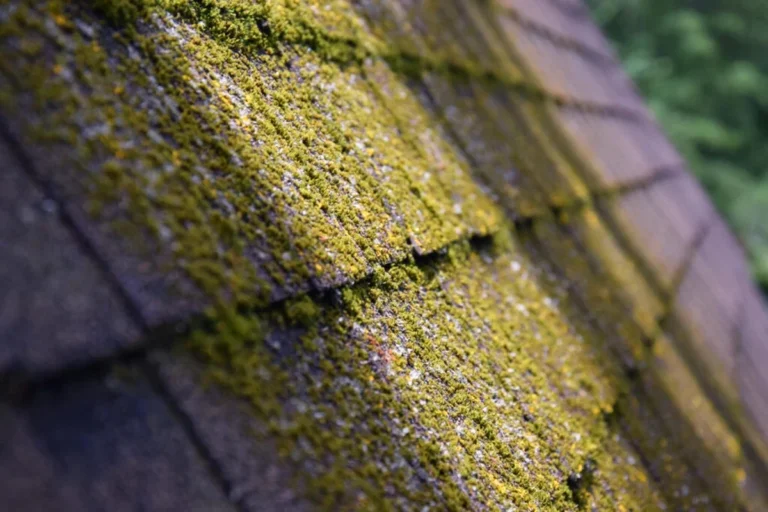 DIY Roof Moss Removal for a Cleaner and Healthier Home