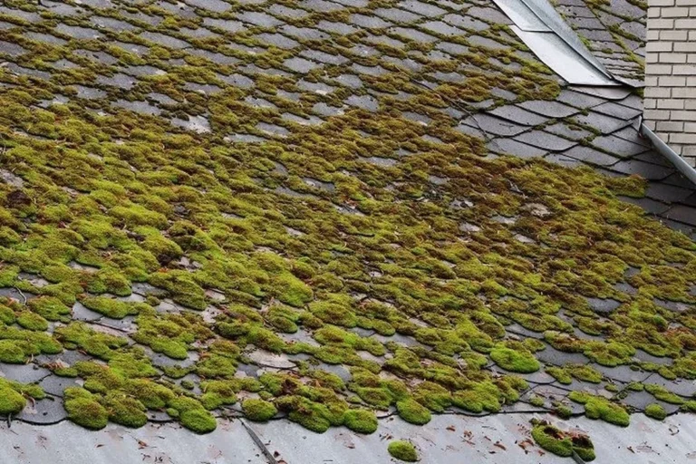 Wet and Forget for Roof Moss Effortless Cleaning