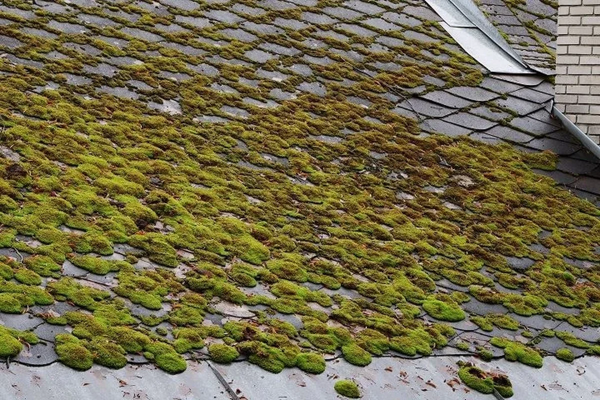Wet and Forget for Roof Moss Effortless Cleaning