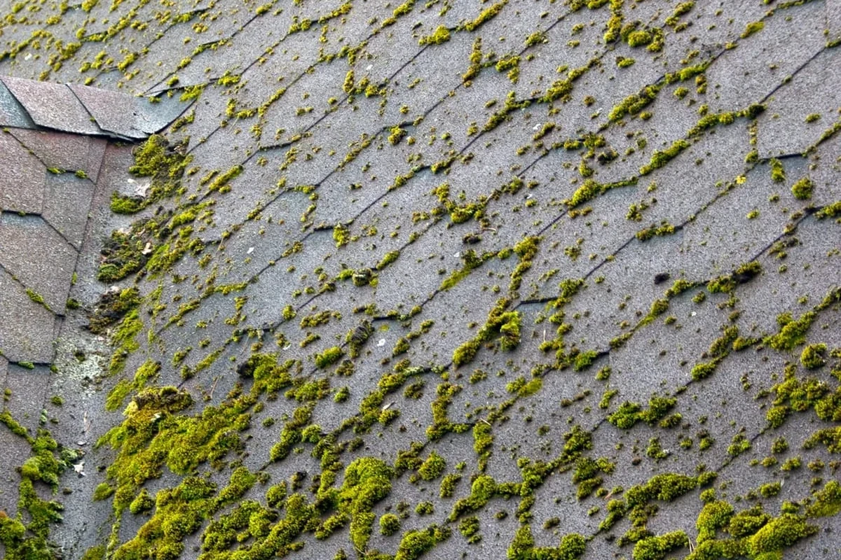 How to Remove Roof Moss and Protect Your Home from Damage