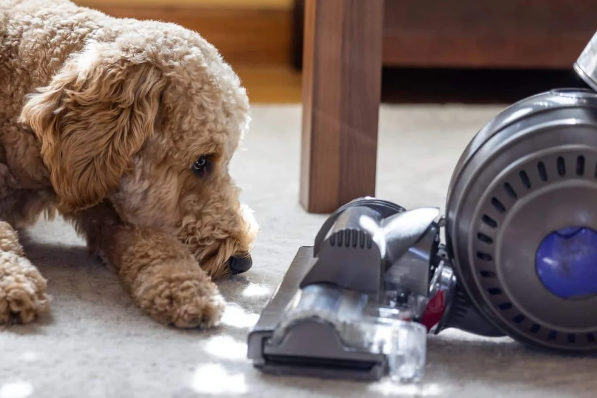 Pet Hair Vacuum Buying Guide Discover the Best Options in the UAE