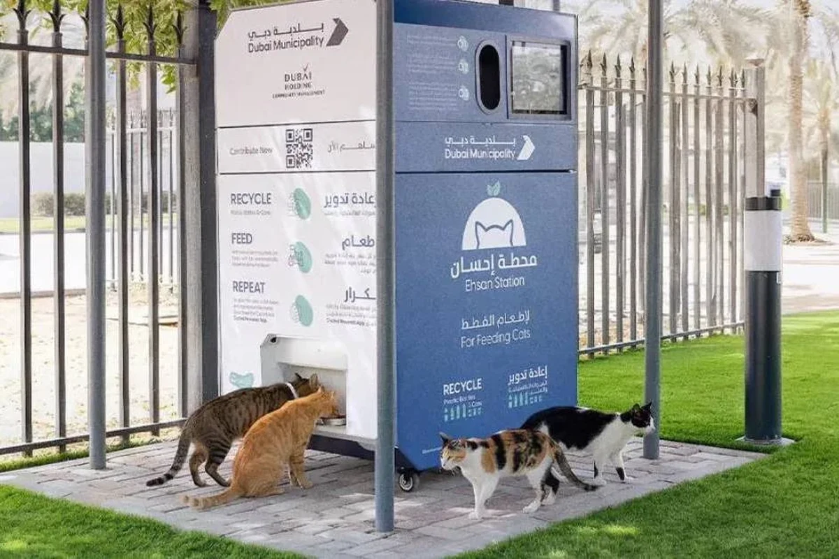 Pet Feeding Station Buying Guide for Happy Healthy Pets in the UAE