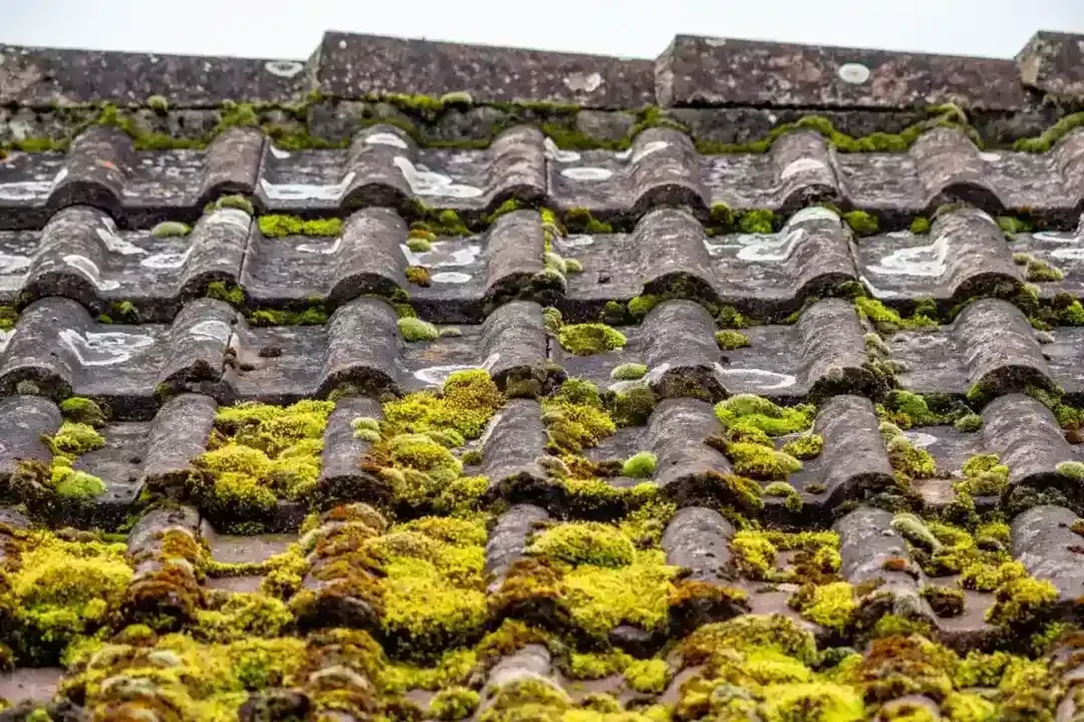 How to Kill Roof Moss for a Cleaner and Healthier Home