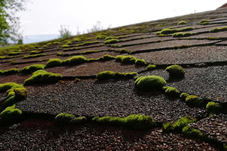 Roof Moss Baking Soda an Effective Natural Cleaning Solution
