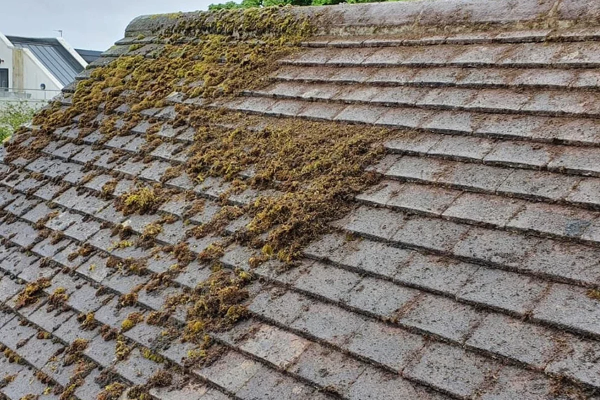 How to Get Rid of Roof Moss for a Cleaner and Safer Home