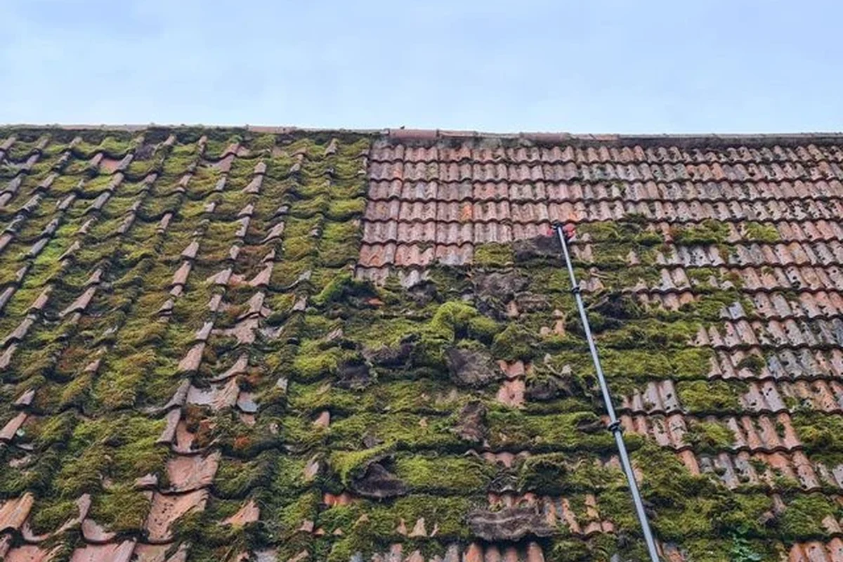 What Kills Roof Moss the Best for a Healthier Roof Today