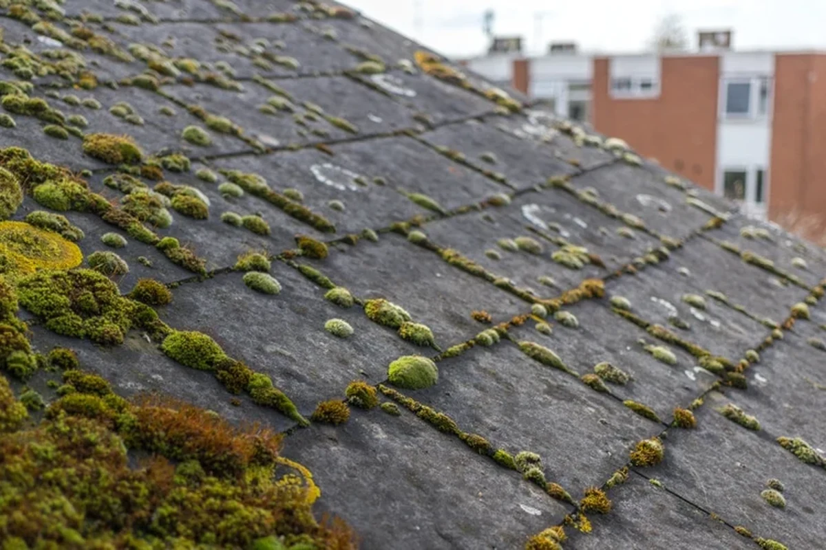 Roof Moss Prevention Treatment for a Cleaner Longerlasting